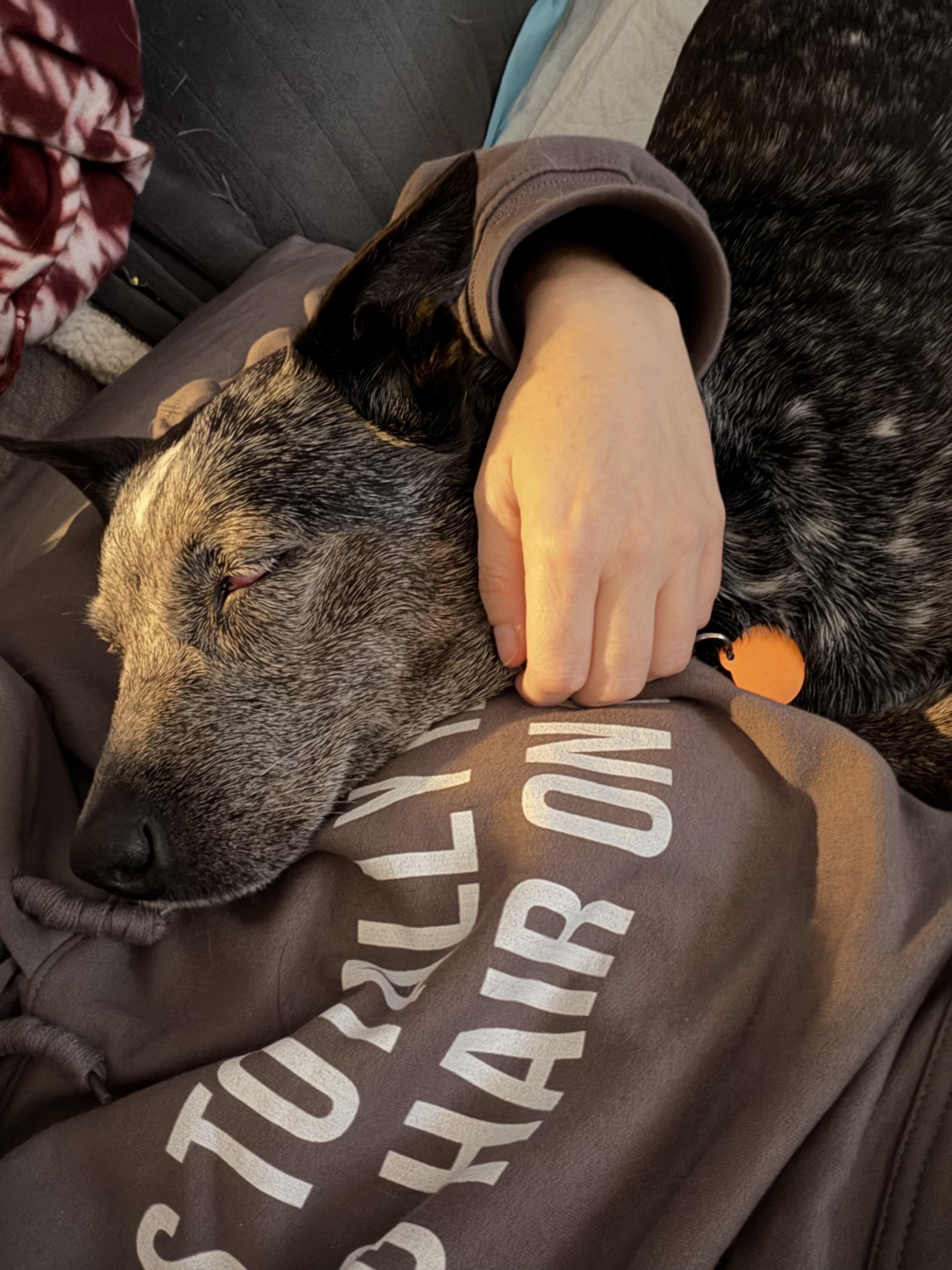 Lyla, a ADOPTABLE Australian Cattle Dog / Blue Heeler in Rome, NY image 5/6