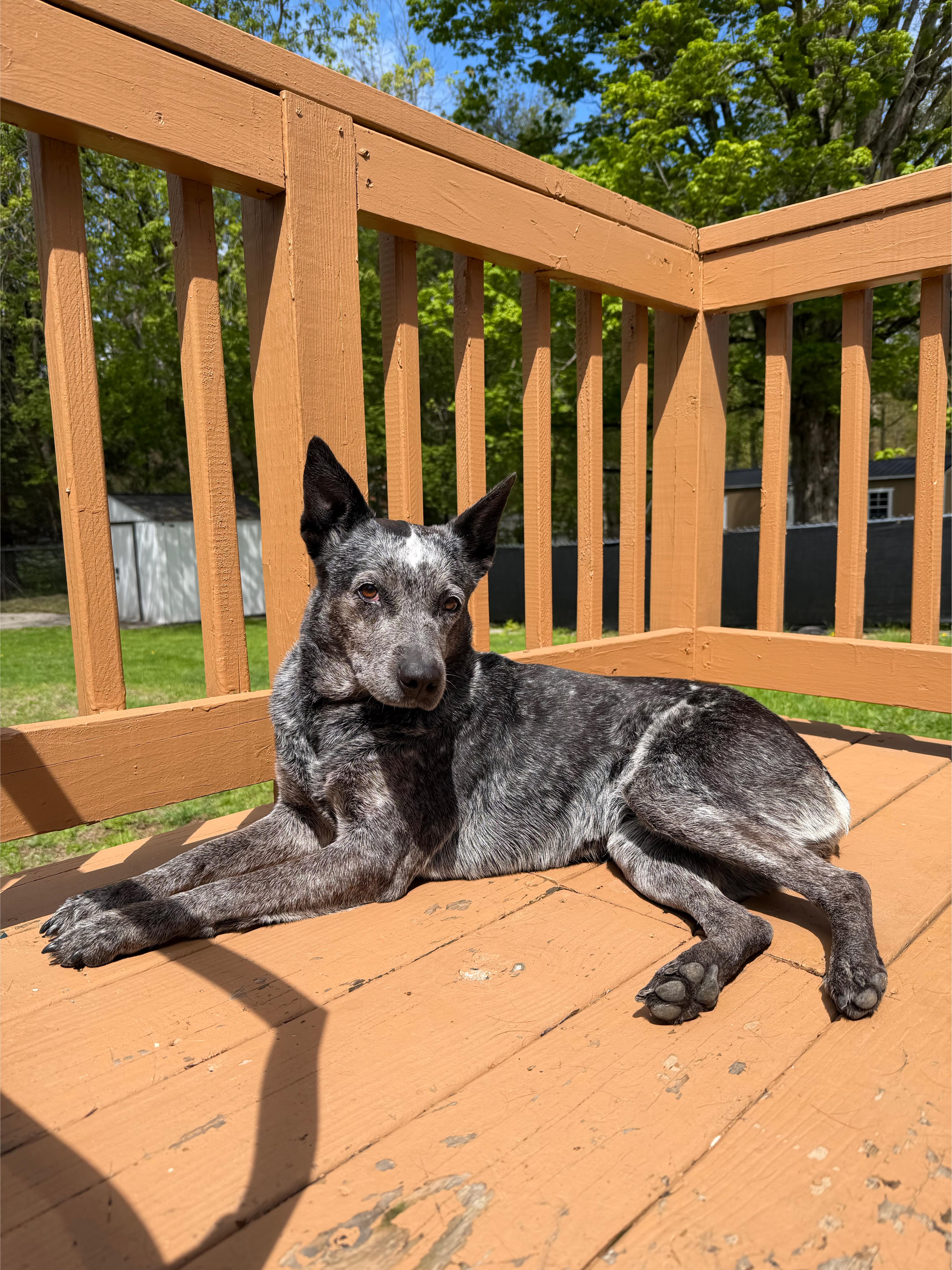 Lyla, ADOPTABLE, Young Female Australian Cattle Dog / Blue Heeler.