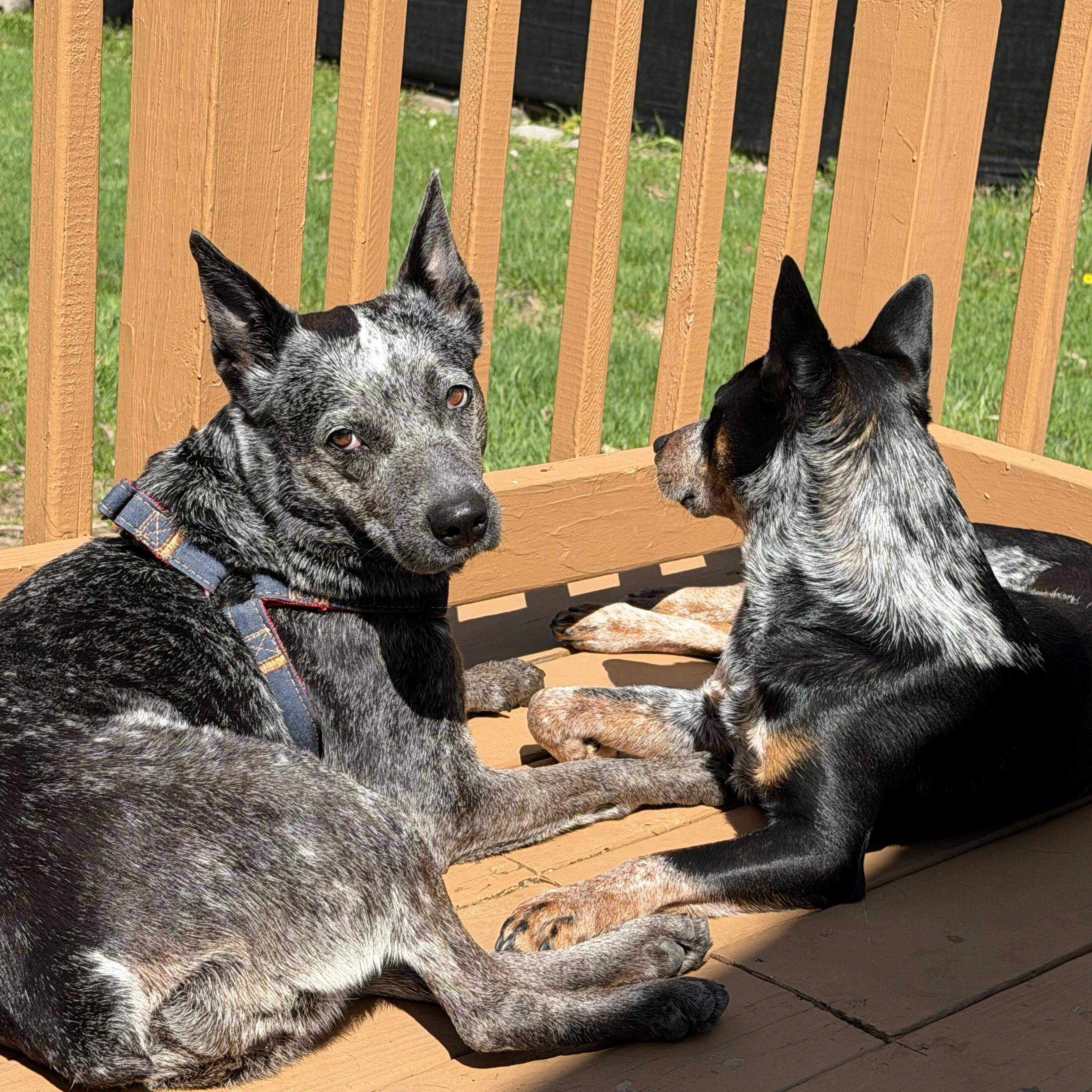 Lyla, a ADOPTABLE Australian Cattle Dog / Blue Heeler in Rome, NY image 3/6