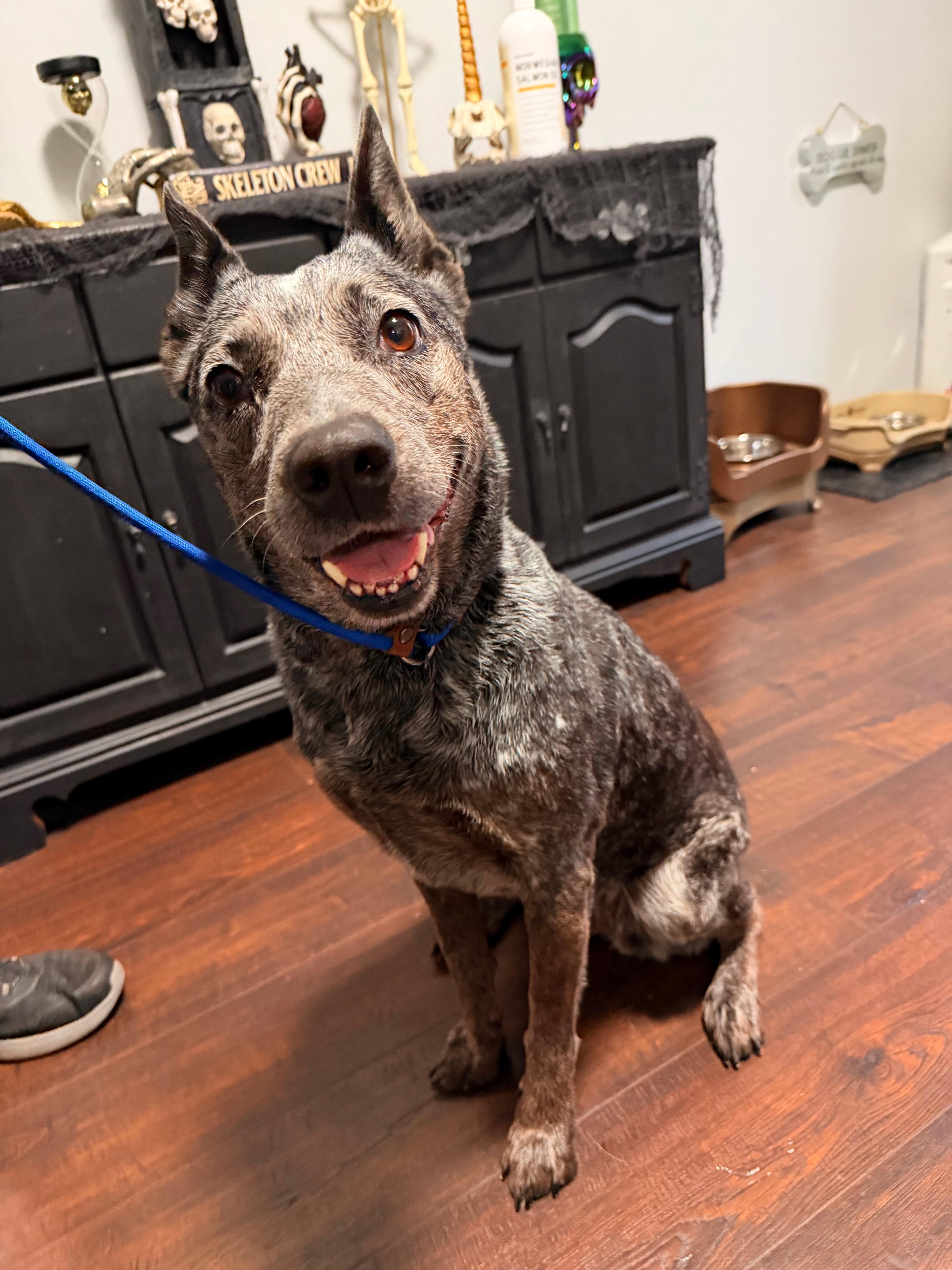 Lyla, a ADOPTABLE Australian Cattle Dog / Blue Heeler in Rome, NY image 2/6
