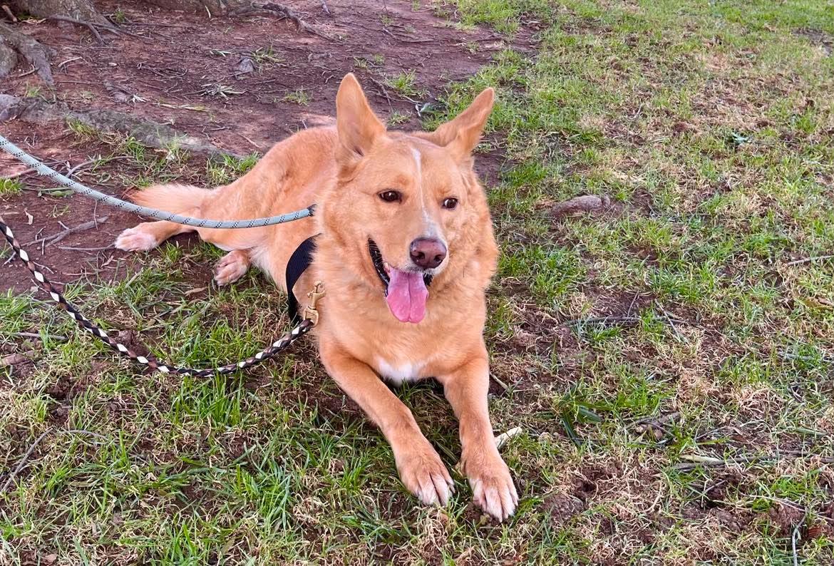 Beau (aka Simba), a ADOPTABLE mixed breed in Roseville, CA image 3/6