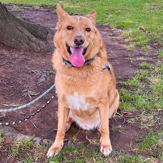 Beau (aka Simba), ADOPTABLE, Adult Male Shepherd.