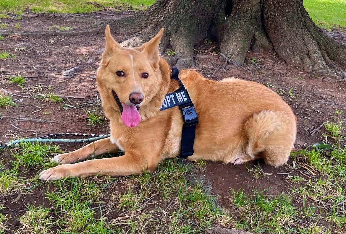 Beau (aka Simba), a ADOPTABLE mixed breed in Roseville, CA image 5/6