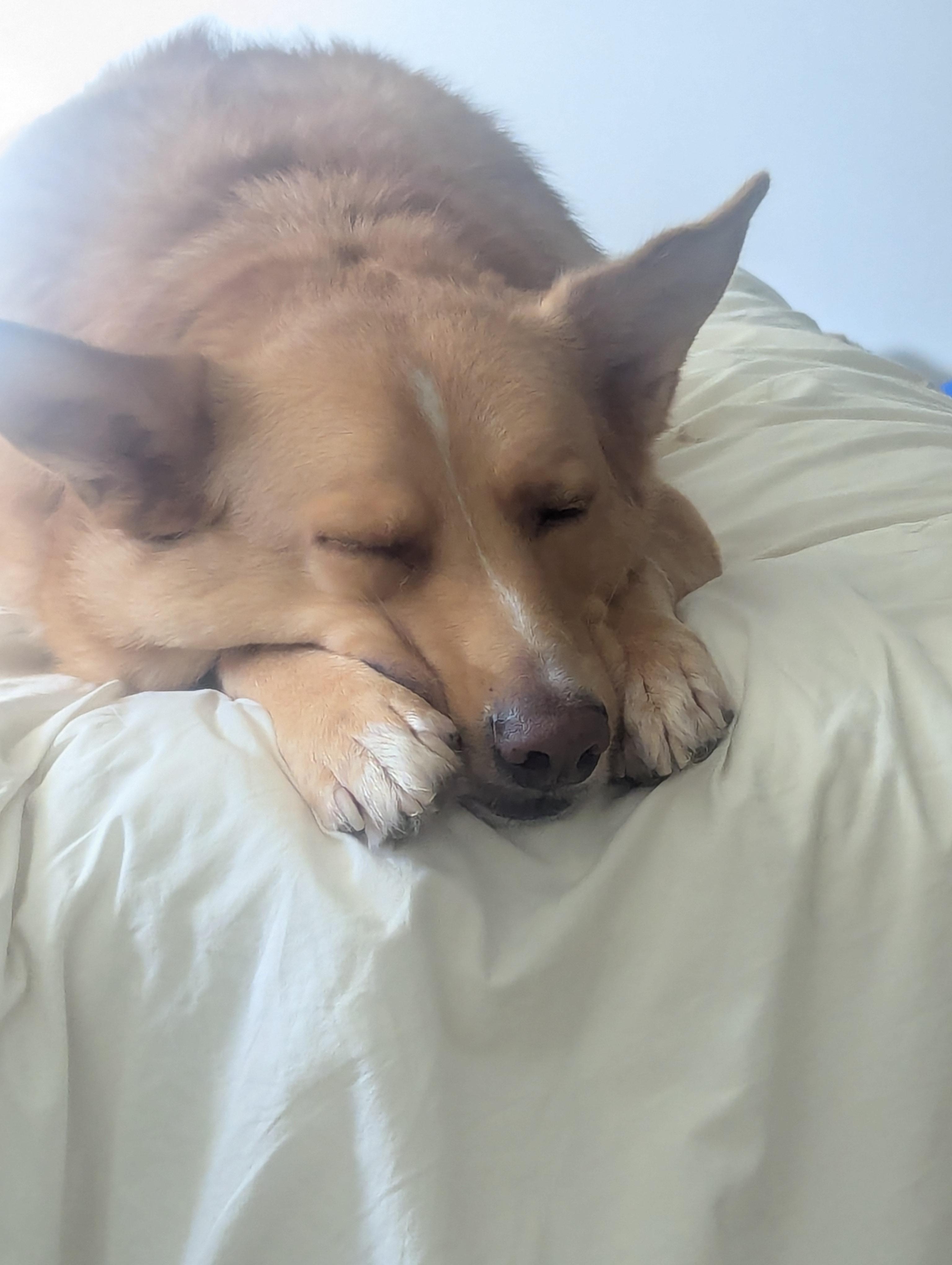 Beau (aka Simba), a ADOPTABLE mixed breed in Roseville, CA image 6/6