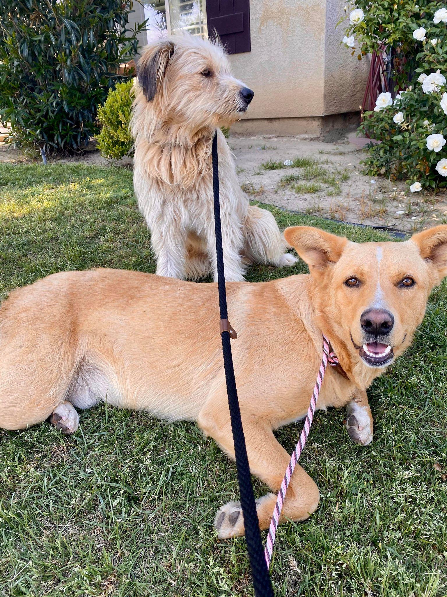 Beau (aka Simba), a ADOPTABLE mixed breed in Roseville, CA image 2/6