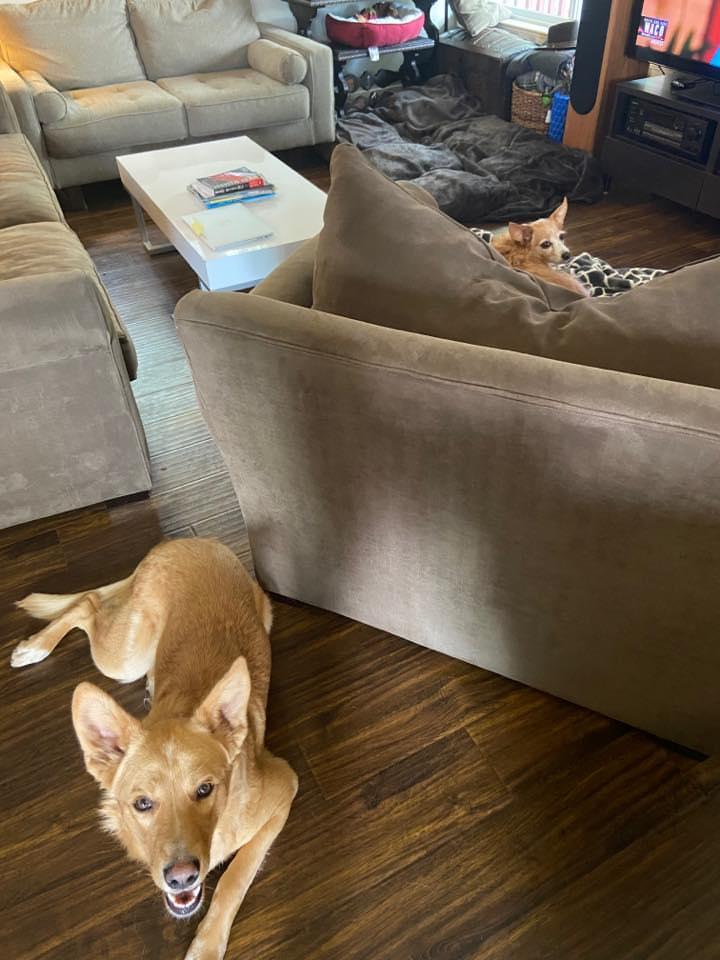 Beau (aka Simba), a ADOPTABLE mixed breed in Roseville, CA image 4/6