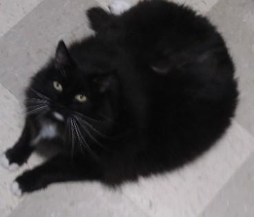 Jasmine, ADOPTABLE, Senior Female Domestic Long Hair.
