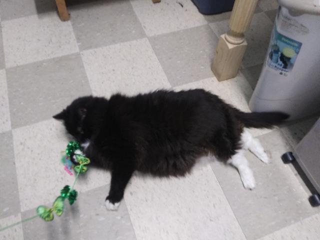 Jasmine, a ADOPTABLE Domestic Long Hair in Libby, MT image 3/4
