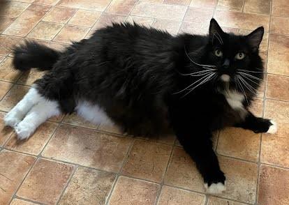 Jasmine, a ADOPTABLE Domestic Long Hair in Libby, MT image 2/4