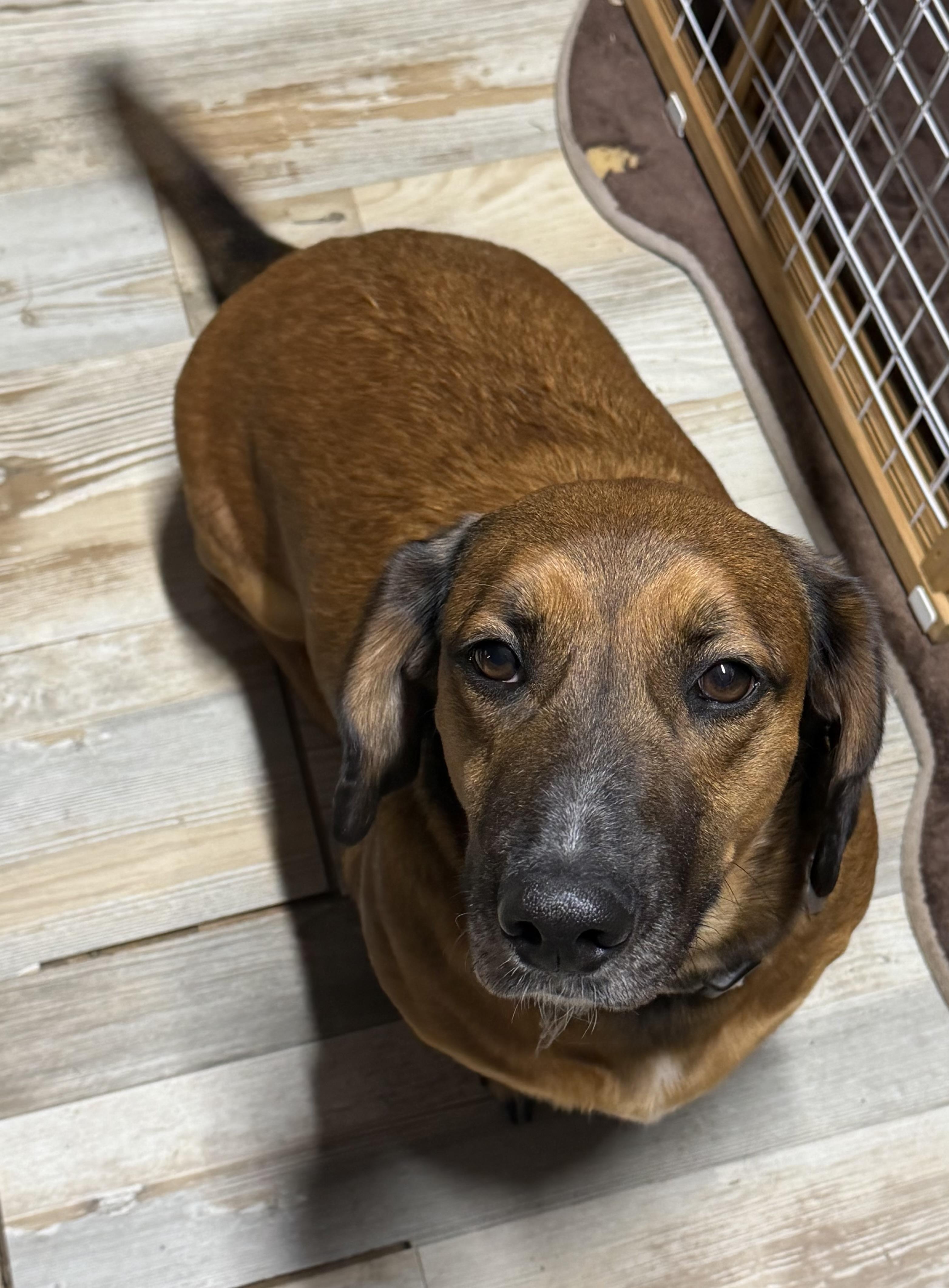 Maverick, ADOPTABLE, Adult Male Dachshund & Labrador Retriever.