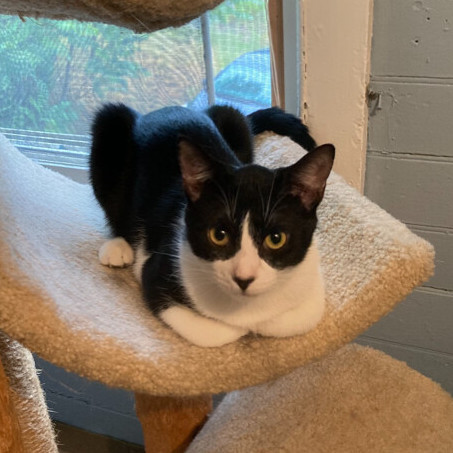 Dez (Bonded with Drew), Adoptable, Adult Male Domestic Short Hair.