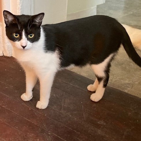 Dez (Bonded with Drew), a Adoptable Domestic Short Hair in Albany, NY image 2/8