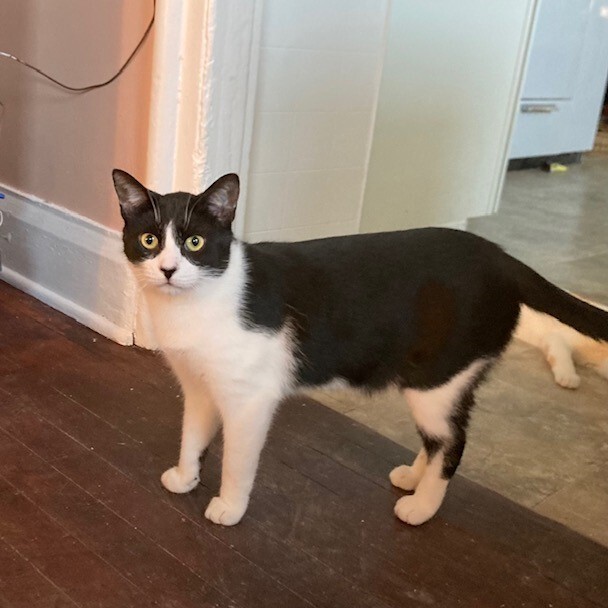 Dez (Bonded with Drew), a Adoptable Domestic Short Hair in Albany, NY image 3/8