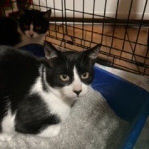 Dez (Bonded with Drew), a Adoptable Domestic Short Hair in Albany, NY image 4/8