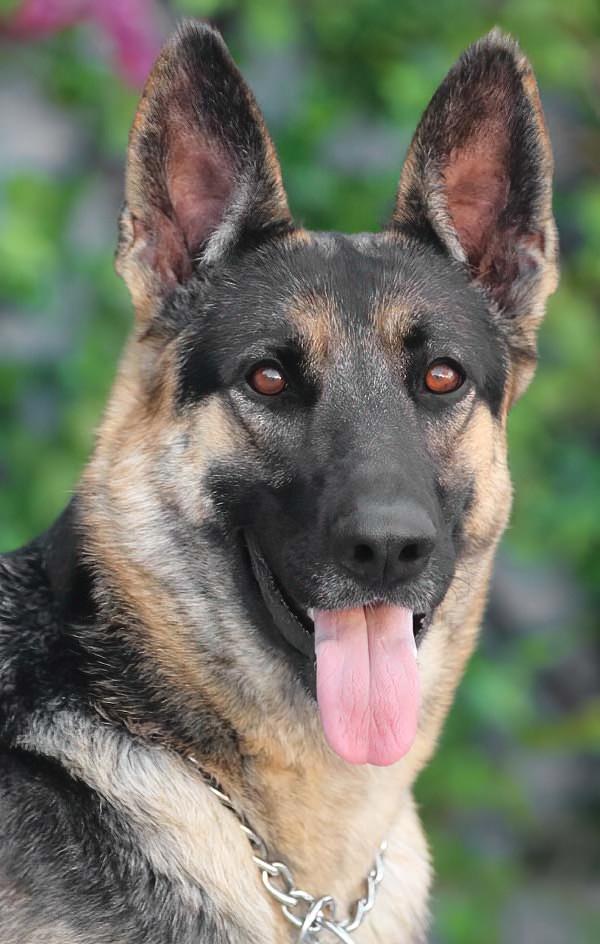 Enlarge *Jenny von Korbach , an adopted German Shepherd Dog in Los Angeles, CA image 1/1