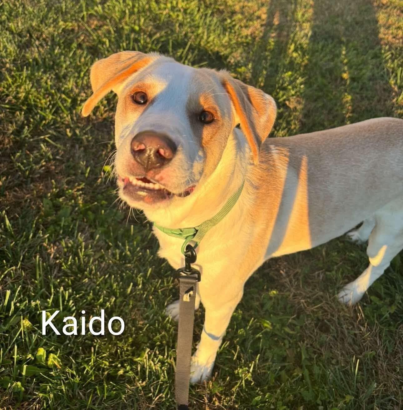 Kaido , a ADOPTABLE mixed breed in Woodbury, NJ image 1/3