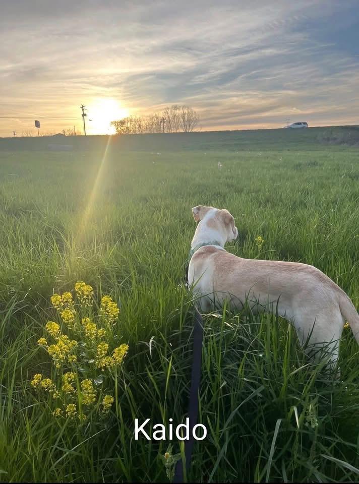 Kaido , a ADOPTABLE mixed breed in Woodbury, NJ image 2/3