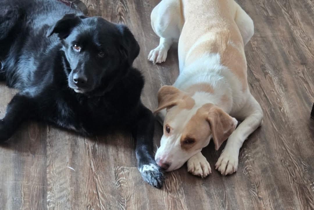 Kaido , a ADOPTABLE mixed breed in Woodbury, NJ image 3/3