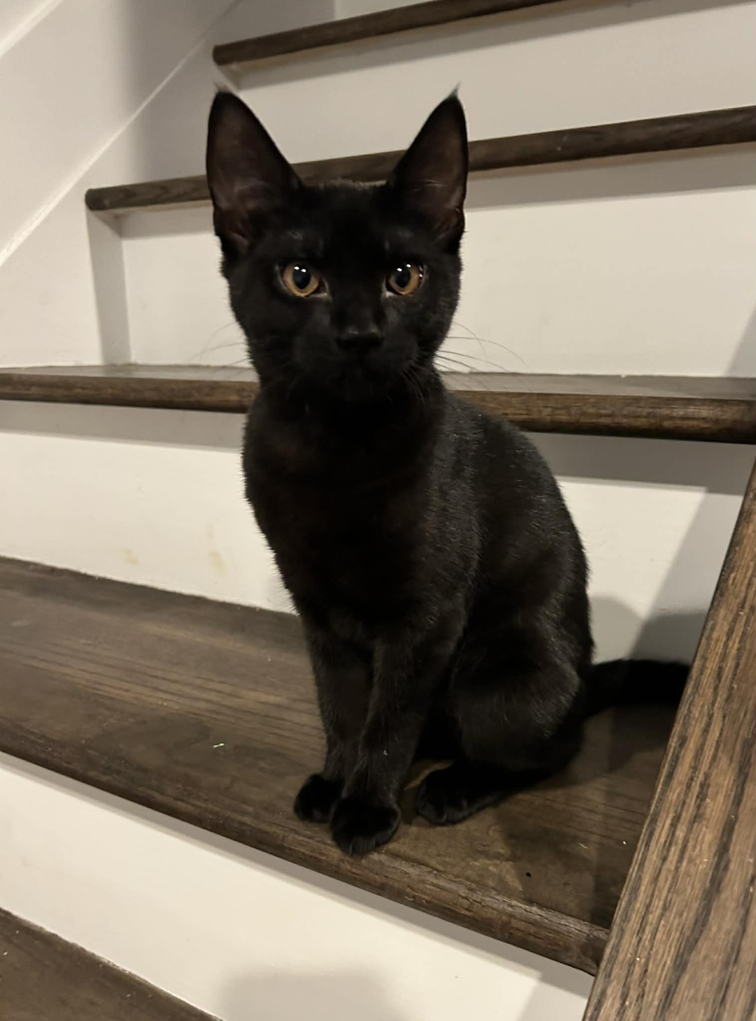 Enlarge Salem, a ADOPTABLE Domestic Short Hair in Wading River, NY image 1/4