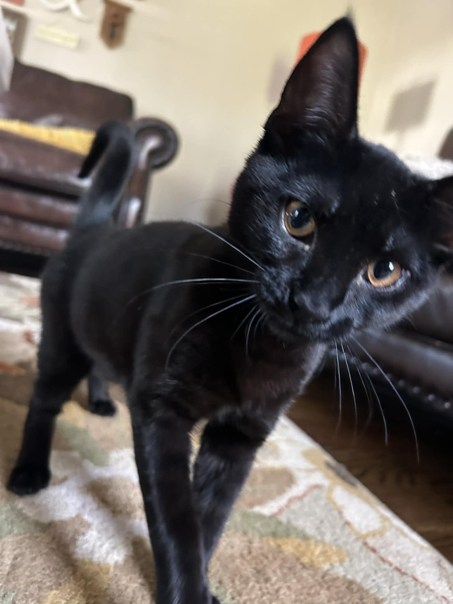 Enlarge Salem, a ADOPTABLE Domestic Short Hair in Wading River, NY image 4/4