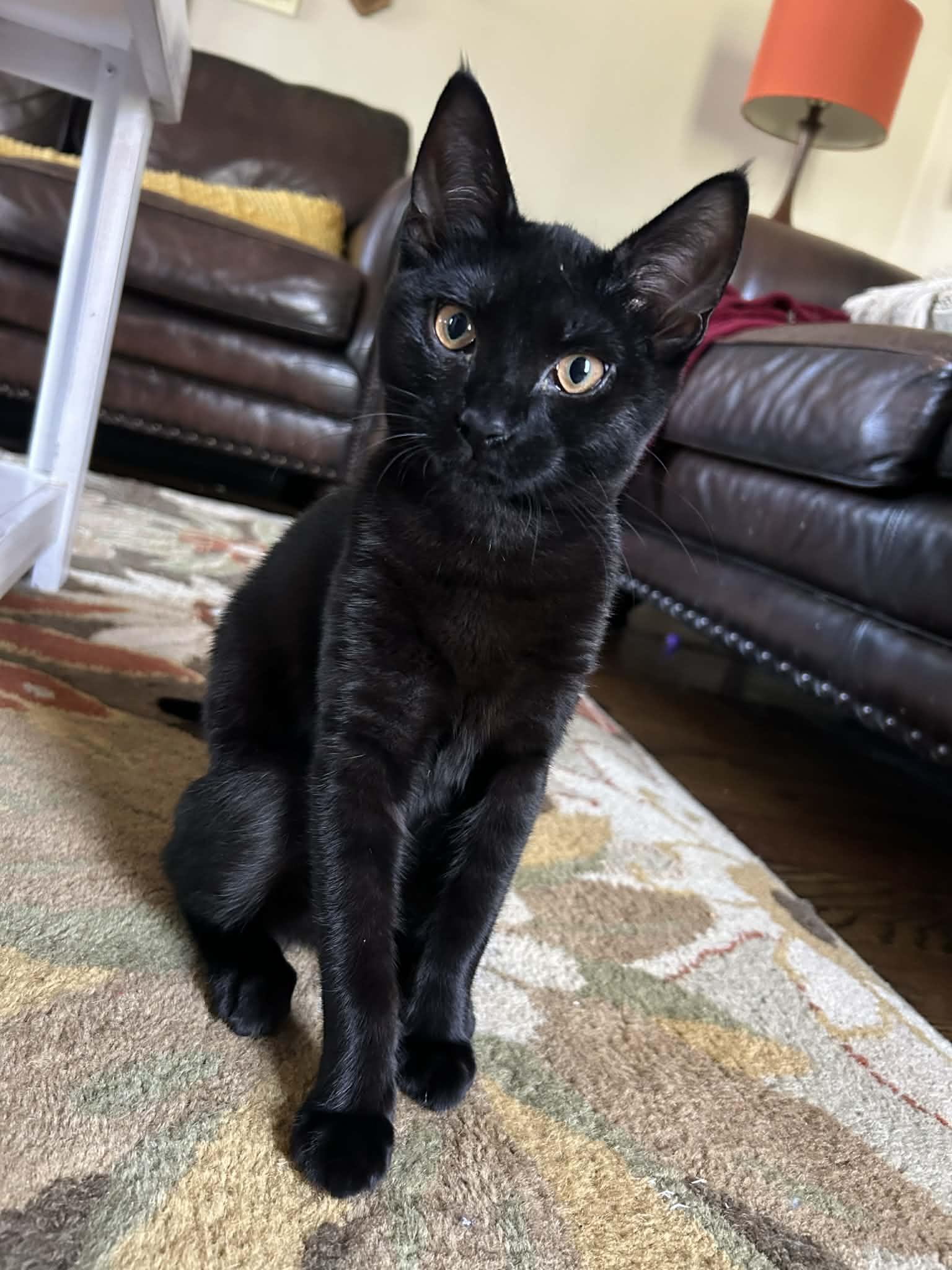 Enlarge Salem, a ADOPTABLE Domestic Short Hair in Wading River, NY image 2/4