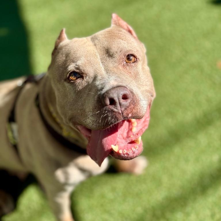Enlarge Paige, a Adoptable Terrier in Fort Lauderdale, FL image 1/6