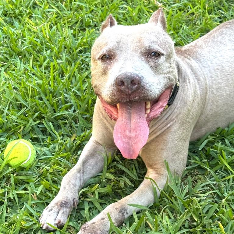 Enlarge Paige, a Adoptable Terrier in Fort Lauderdale, FL image 2/6