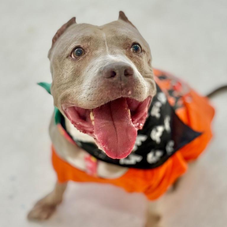Enlarge Paige, a Adoptable Terrier in Fort Lauderdale, FL image 3/6