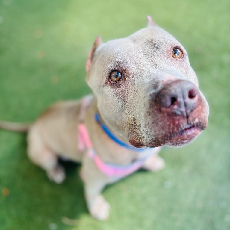 Enlarge Paige, a Adoptable Terrier in Fort Lauderdale, FL image 4/6