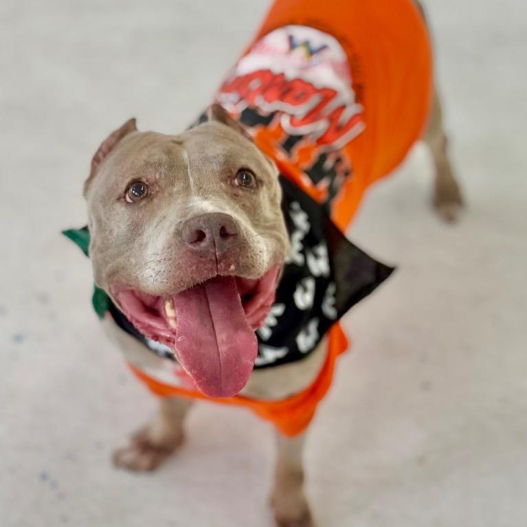 Enlarge Paige, a Adoptable Terrier in Fort Lauderdale, FL image 5/6