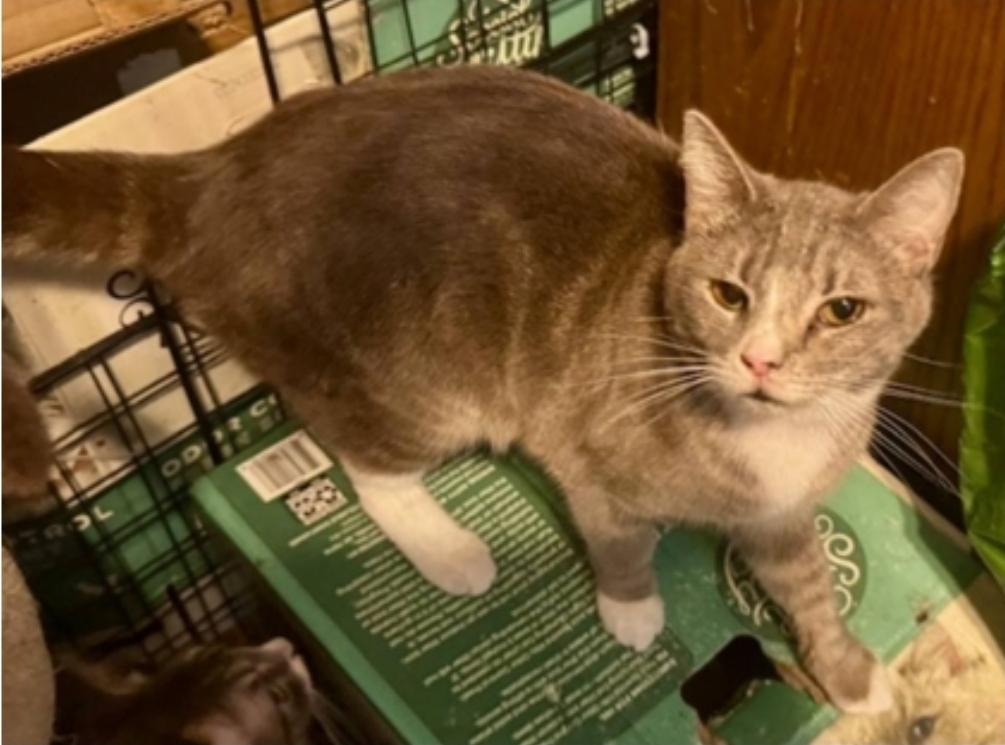 Enlarge Kiwi, a Adoptable Domestic Short Hair in Warr Acres, OK image 1/1