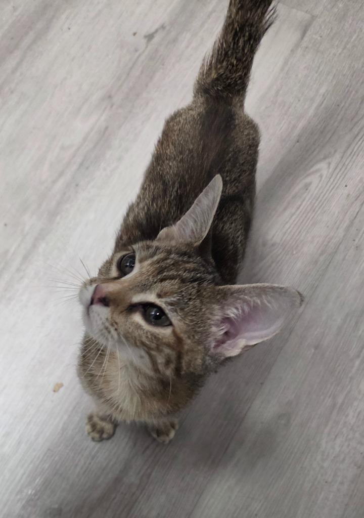 Nissi, Adoptable, Kitten Female Domestic Short Hair.