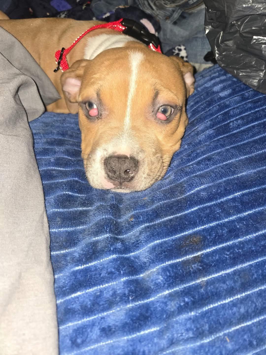 Enlarge Rocket, a Adoptable Pit Bull Terrier in Far Rockaway, NY image 1/2