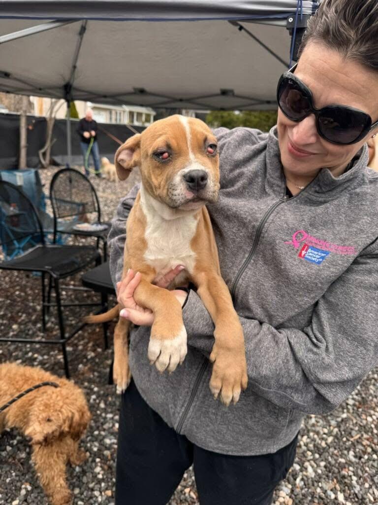 Enlarge Rocket, a Adoptable Pit Bull Terrier in Far Rockaway, NY image 2/2