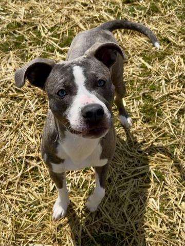 GUS, Adoptable, Young Male Pit Bull Terrier.