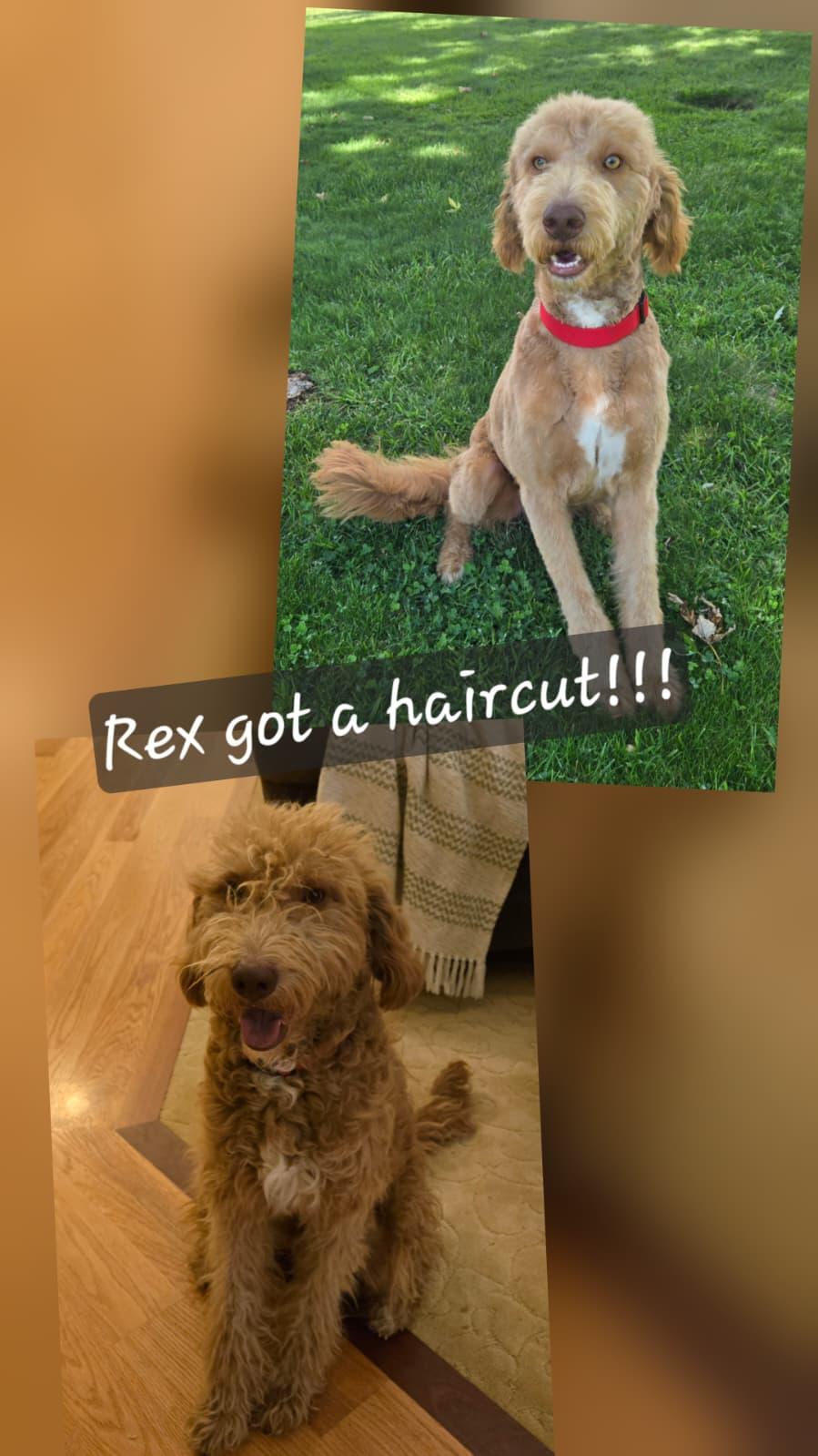 Rex, Adoptable, Adult Male Goldendoodle.