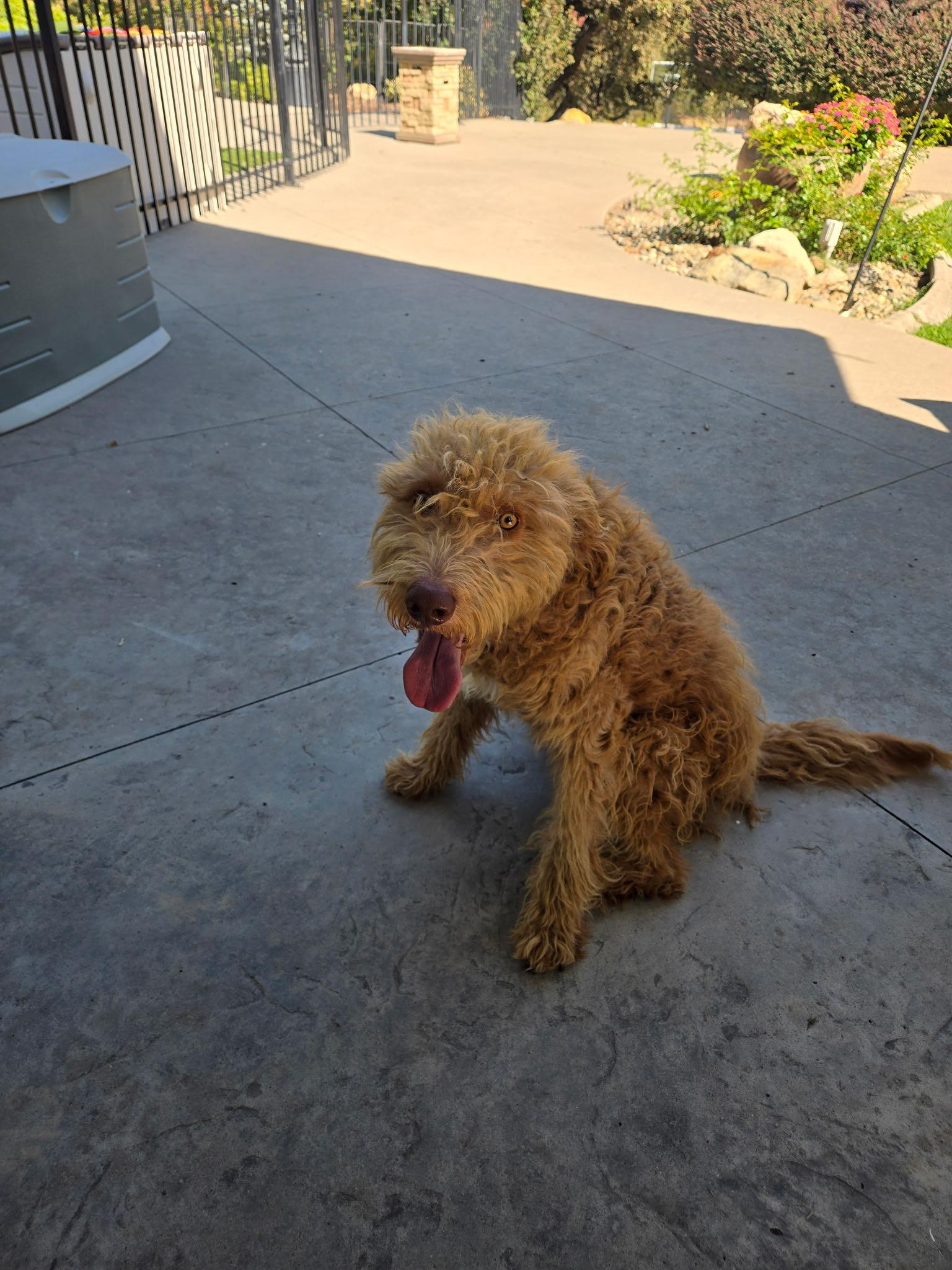 Enlarge Rex, a Adoptable mixed breed in Penryn, CA image 3/5