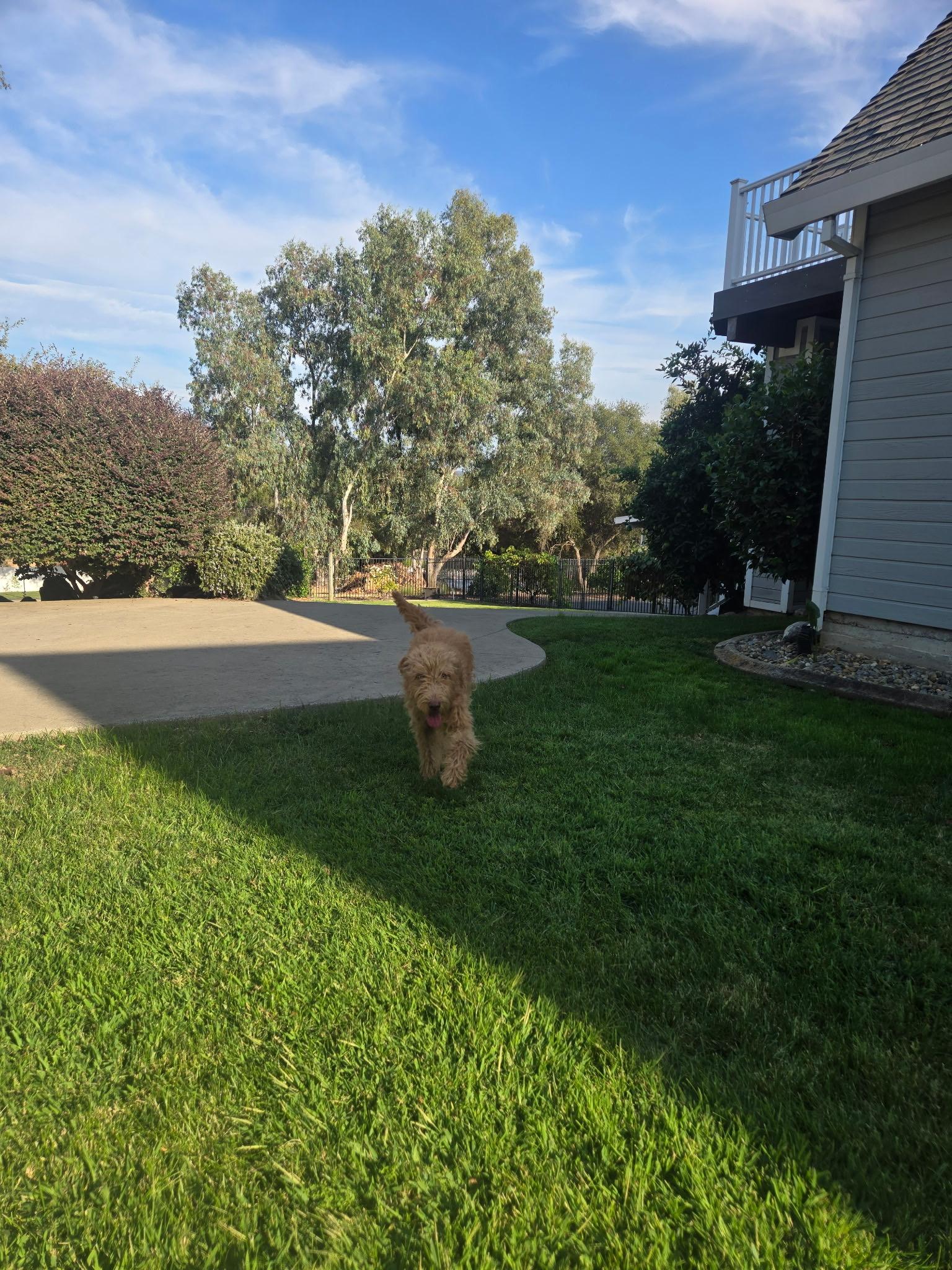 Enlarge Rex, a Adoptable mixed breed in Penryn, CA image 5/5