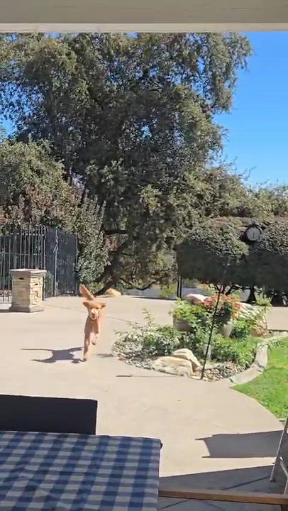 Enlarge Rex, a Adoptable mixed breed in Penryn, CA video 2/5