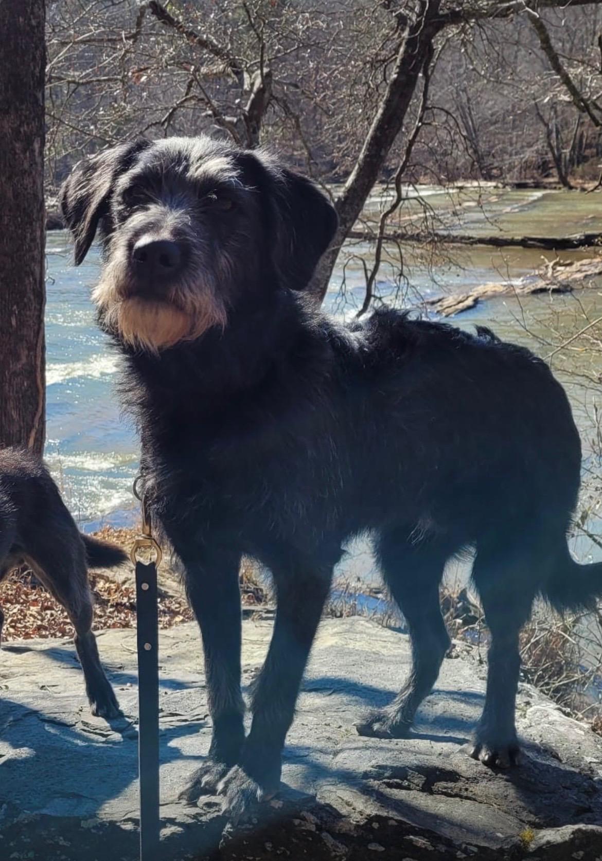 Enlarge Pickle GA, an adopted mixed breed in College Park, GA image 3/3