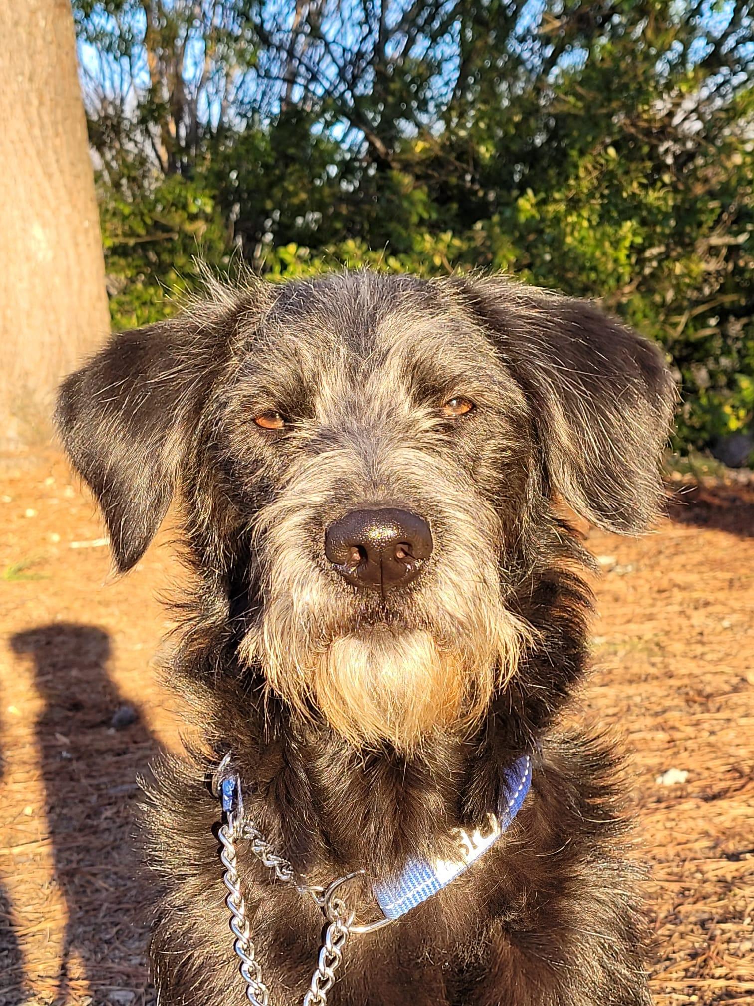 Pickle GA, adopted, Young Male Labradoodle.