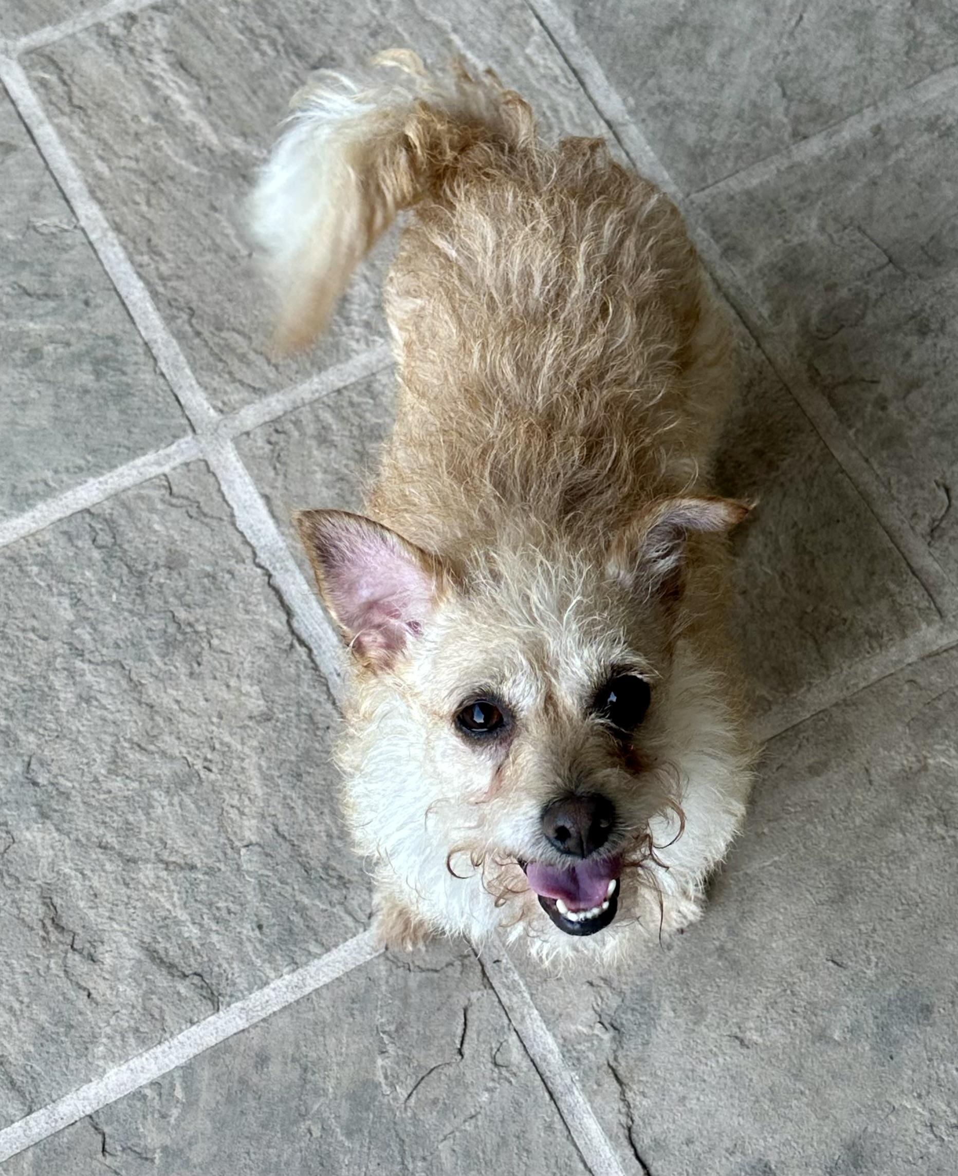 Roxie, Adoptable, Young Female Yorkshire Terrier & Wirehaired Terrier.