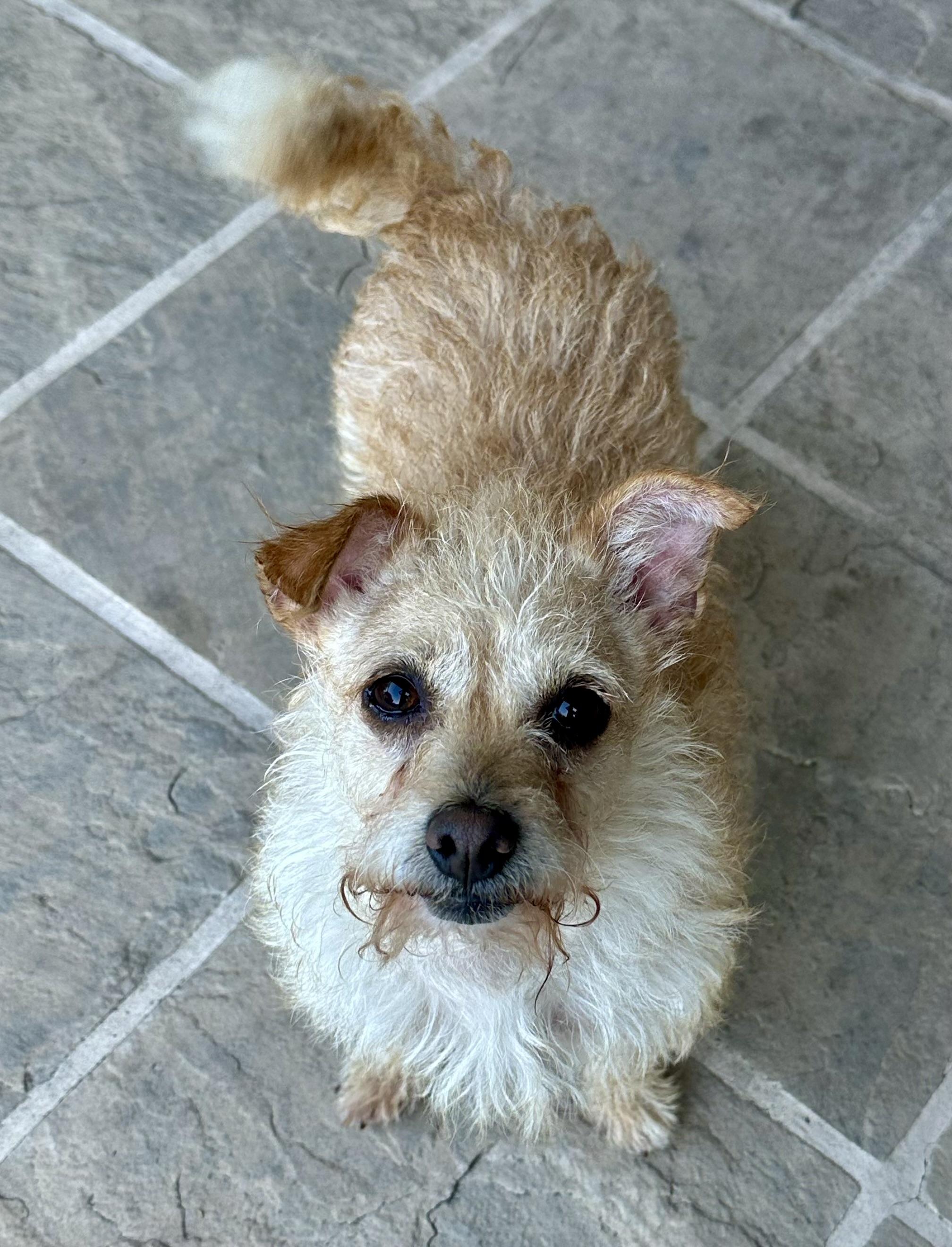 Roxie, a Adoptable mixed breed in Fremont, CA image 3/5