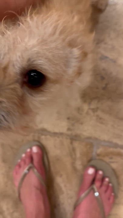 Enlarge Roxie, a Adoptable mixed breed in Fremont, CA video 5/5