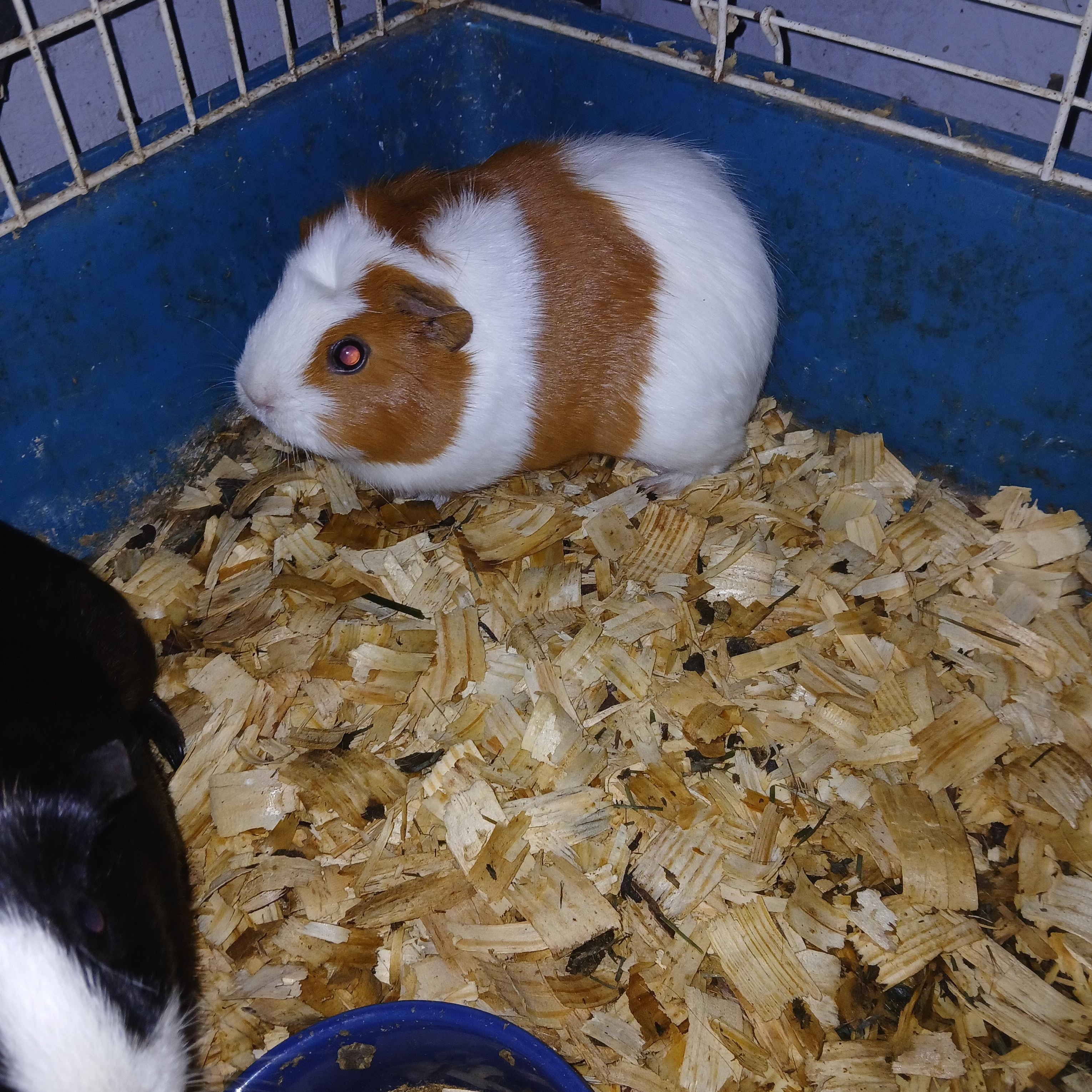 Dahlia and Delilah, a Adoptable Short-Haired in Dearborn, MO image 2/2