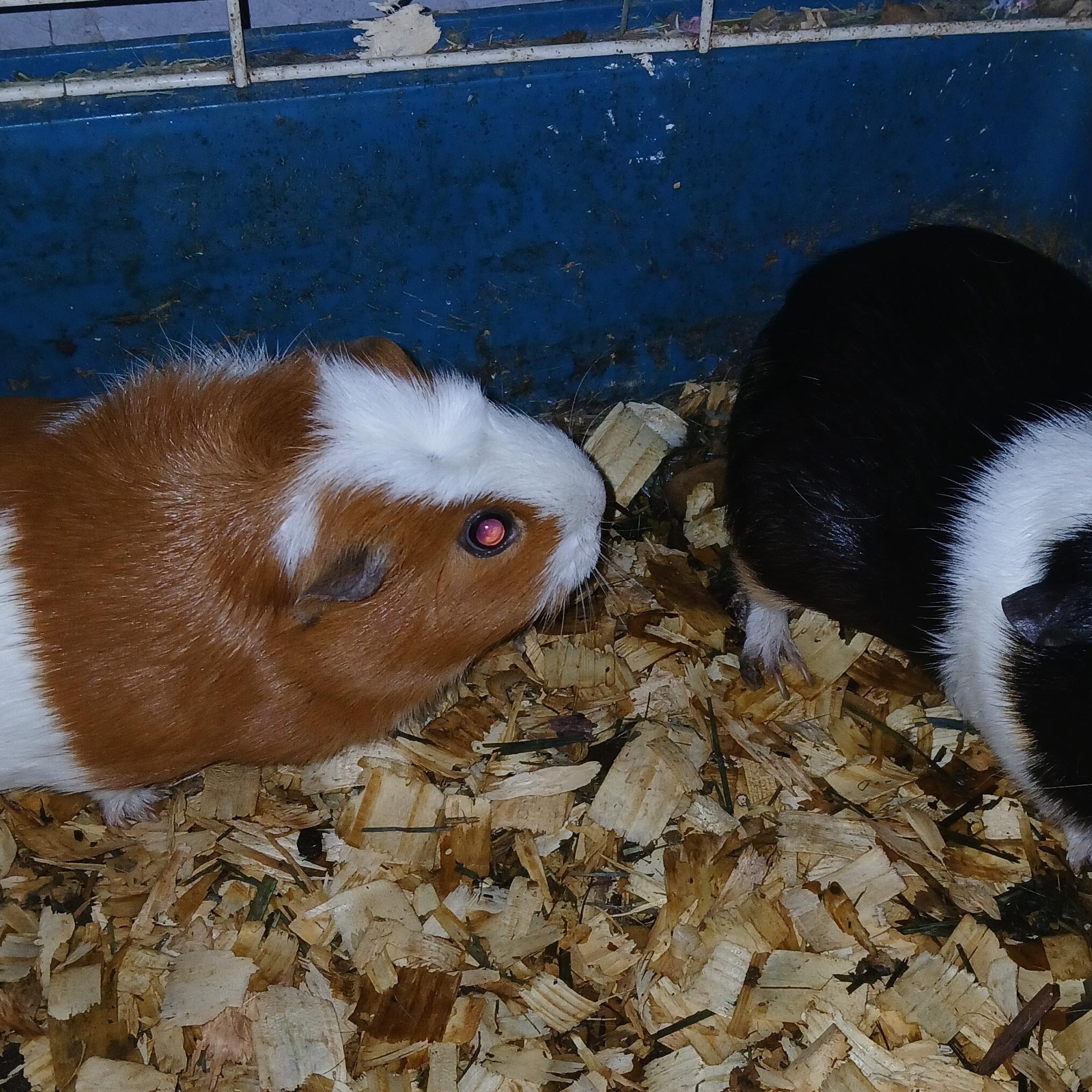 Dahlia and Delilah, a Adoptable Short-Haired in Dearborn, MO image 1/2