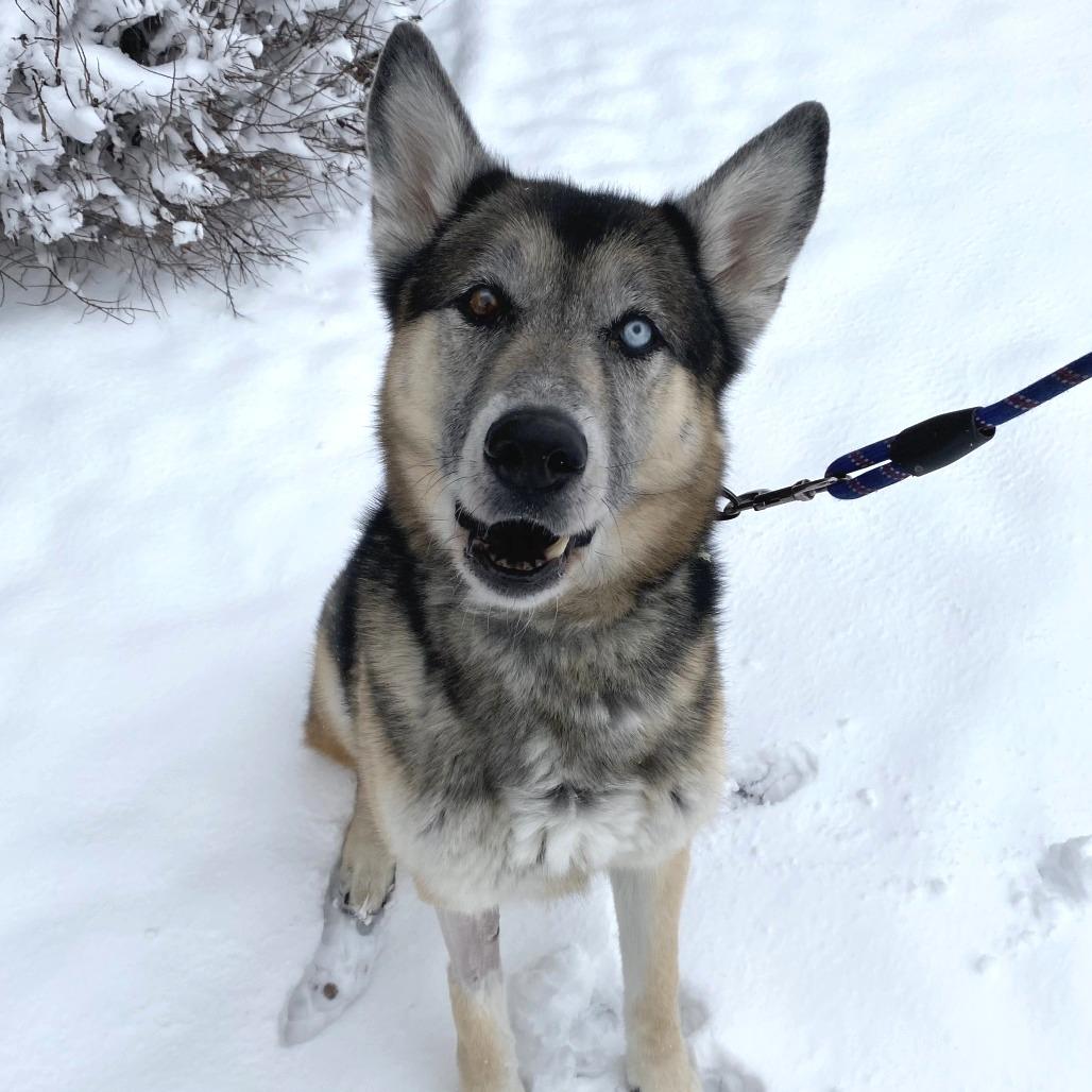 Renji, Adoptable, Senior Male German Shepherd Dog & Mixed Breed.
