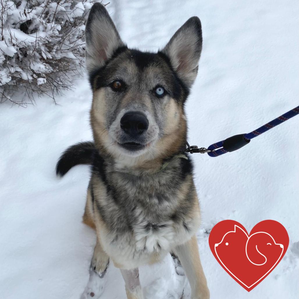 Enlarge Renji, a Adoptable mixed breed in Cheyenne, WY image 2/6