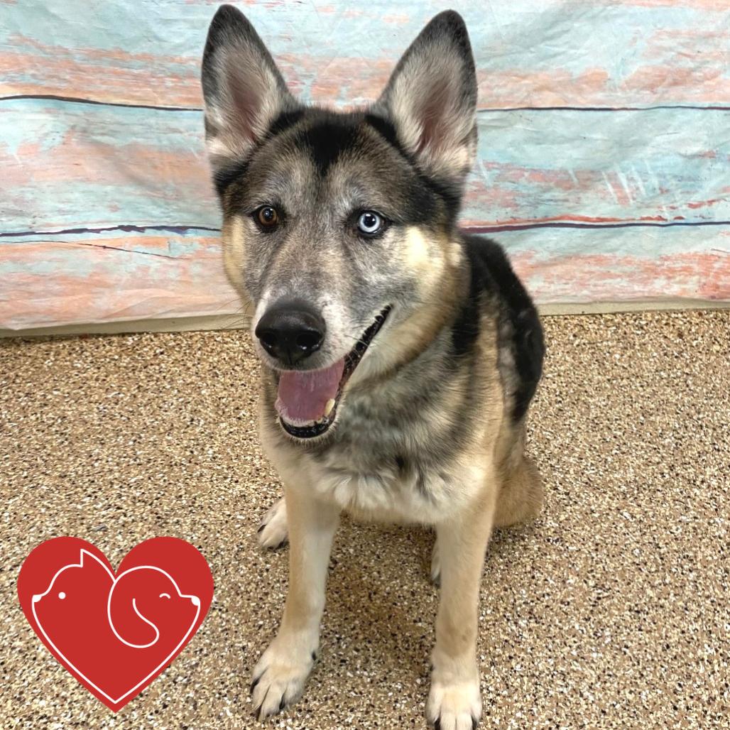 Enlarge Renji, a Adoptable mixed breed in Cheyenne, WY image 3/6