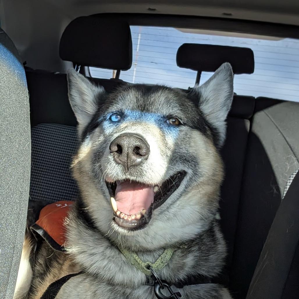 Enlarge Renji, a Adoptable mixed breed in Cheyenne, WY image 4/6